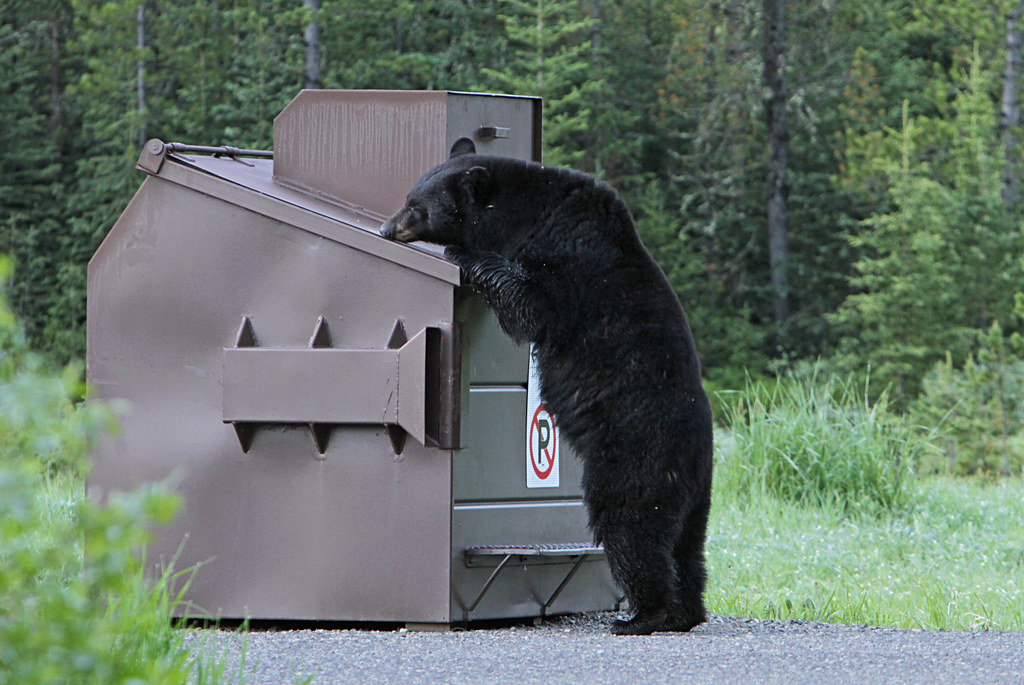 Black bear and dumpster — related to roll off dumpster sizes